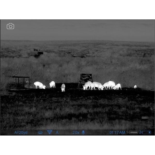 Wild Hog Hunt in Texas at Thermal Ranch