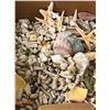 Image 3 : Shells - five boxes of shells from a movie set