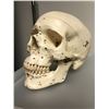 Image 1 : Skull from Science Class