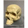 Image 1 : Skull from Science Class