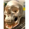 Image 1 : Skull from Science Class