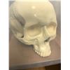 Image 1 : Skull from the School Science Lab from the Show