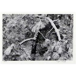 Myron Wood, Photograph