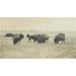 L. A. Huffman, Collotype