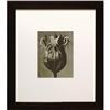 Karl Blossfeldt Flower I, Germany, 1928