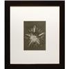 Karl Blossfeldt Flower II, Germany, 1928