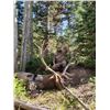 Image 3 : Wyoming Bull Elk Hunt
