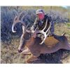 Image 3 : Trophy Whitetail Hunt in Oklahoma