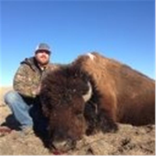 California Buffalo Hunt