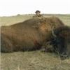 Image 4 : California Buffalo Hunt