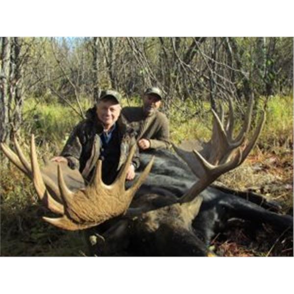 Alberta Guided Moose Hunt