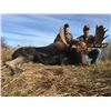 Image 2 : Alberta Guided Moose Hunt