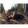 Image 4 : Alberta Guided Moose Hunt