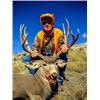 Image 3 : Colorado Guided Mule Deer Hunt