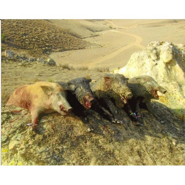 Calif Pig Hunt for 2 Hunters