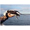 Image 2 : Kodiak Island - Sitka Blacktail & Sea Duck Combo