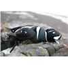 Image 3 : Kodiak Island - Sitka Blacktail & Sea Duck Combo