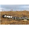 Image 4 : Kodiak Island - Sitka Blacktail & Sea Duck Combo