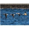 Image 5 : Kodiak Island - Sitka Blacktail & Sea Duck Combo