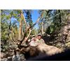 Image 2 : New Mexico Guided Trophy Bull Elk Hunt