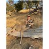 Image 1 : California Blacktail Hunt
