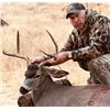Image 3 : California Blacktail Hunt