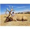 Image 1 : California Tule Elk Hunt