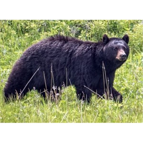 Idaho Spring Bear Hunt