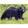 Image 1 : Idaho Spring Bear Hunt