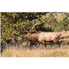 Image 1 : Private Land DIY Bull Elk Hunt in Colorado - 2 Hunters
