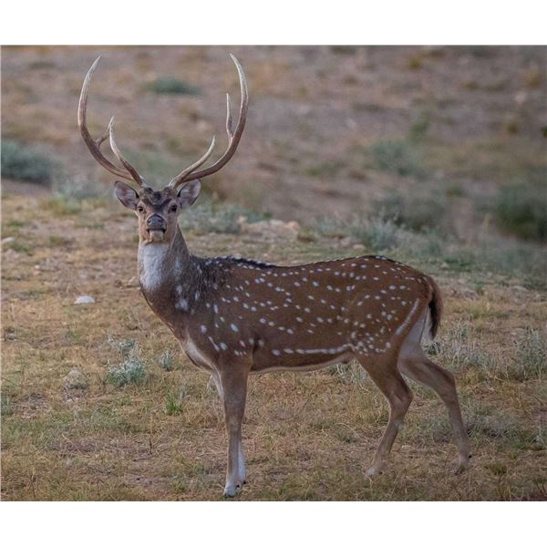 West Texas Free Range Trophy Axis Buck Hunt