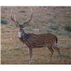 Image 1 : West Texas Free Range Trophy Axis Buck Hunt