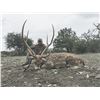 Image 2 : West Texas Free Range Trophy Axis Buck Hunt