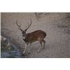 Image 3 : West Texas Free Range Trophy Axis Buck Hunt