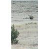 Image 4 : Arizona Archery Mule Deer Hunt
