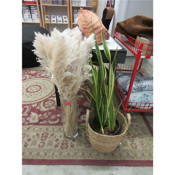 Pampas in Vase & Live Plant in Pot