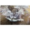 Image 2 : Lot of Misc. Furs (see pics for quality, etc)