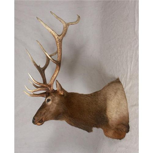 MASSIVE ELK HEAD SHOULDER MOUNT TAXIDERMY