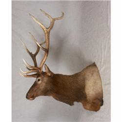 MASSIVE ELK HEAD SHOULDER MOUNT TAXIDERMY