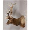Image 1 : MASSIVE ELK HEAD SHOULDER MOUNT TAXIDERMY