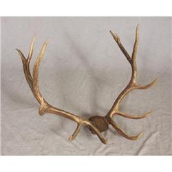 LARGE HUGE ELK RACK ANTLERS