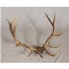 Image 1 : LARGE HUGE ELK RACK ANTLERS