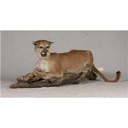 FULL MOUNT SNARLING MOUNTAIN LION TAXIDERMY