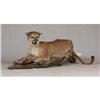 Image 1 : FULL MOUNT SNARLING MOUNTAIN LION TAXIDERMY