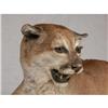 Image 2 : FULL MOUNT SNARLING MOUNTAIN LION TAXIDERMY