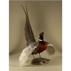 PHEASANT TAXIDERMY MOUNTED STANDING 20TH century