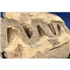 Image 2 : Prehistoric Mosasaur Dinosaur Jaw Section Fossil