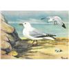 Image 1 : 1920's Herring Gull Color Lithograph Print