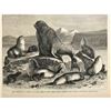Image 2 : 19thc Wood Engraving, Alaska Seals