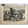 Image 3 : 19thc Wood Engraving, Alaska Seals